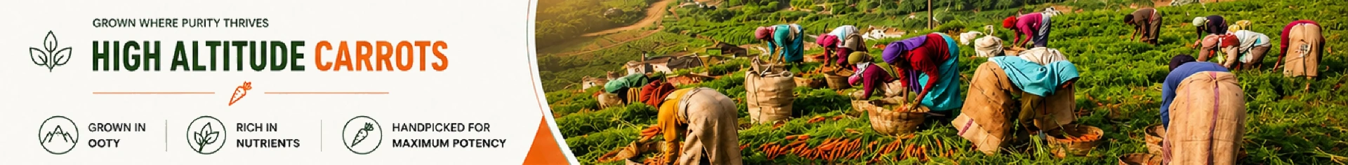 High Altitude Carrots — grown above the clouds